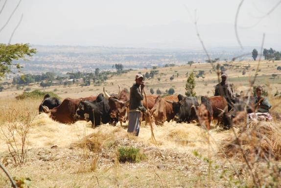 Threshing hay using oxen