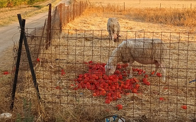 Photograph of sheep grazing