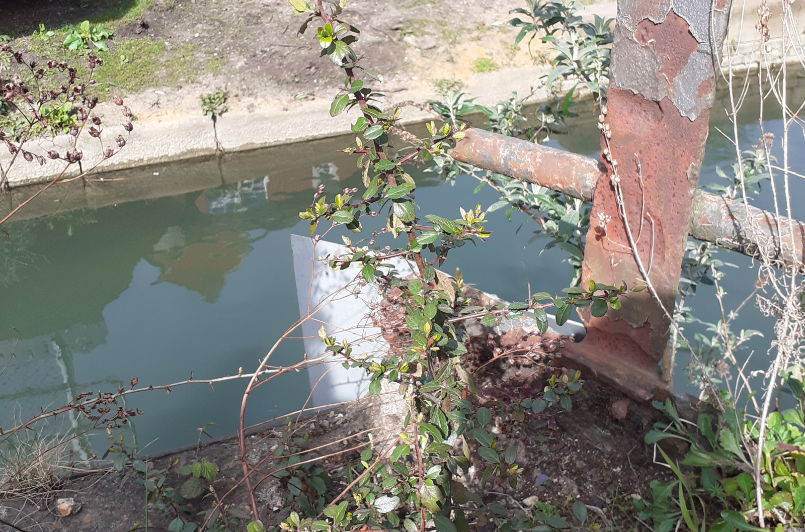 Photograph of urban plants by a river from the Urban Bio-Labs project