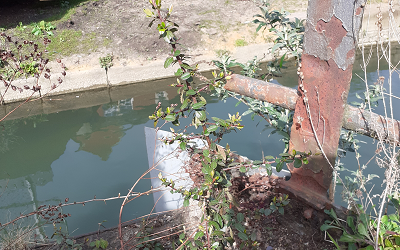 Photograph of urban plants by a river from the Urban Bio-Labs project