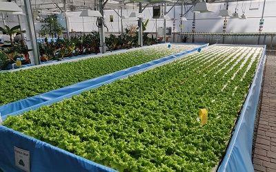 Photo of an aquaponics operation in action. This is where fish excrement is used to fertilse the growing of crops in a symbiotic environment. The image shows rows of lettuce leaves growing just above a tank