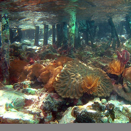 Mangrove Ecosystem within the Virgin Islands Coral Reef National Monument