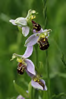 Bee Orchid image