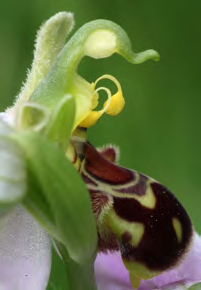 Bee Orchid image