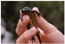Great Crested Newt image