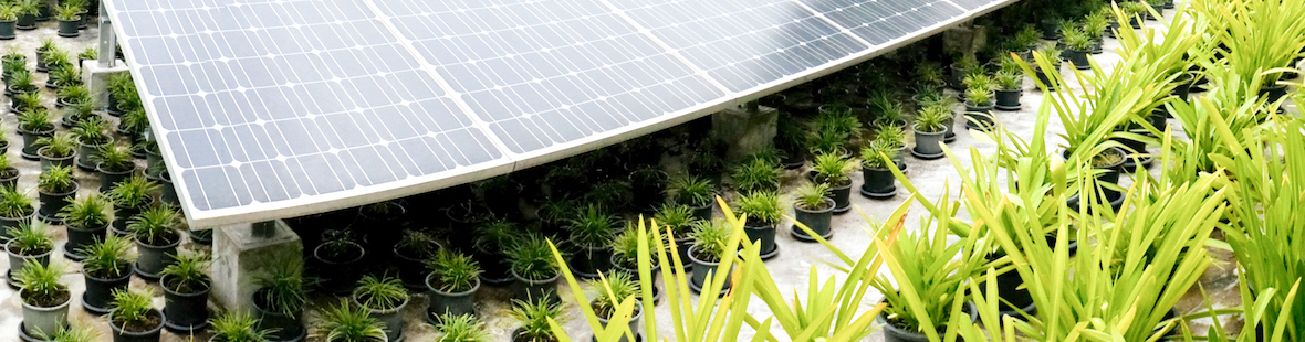 Solar panels and growing plants