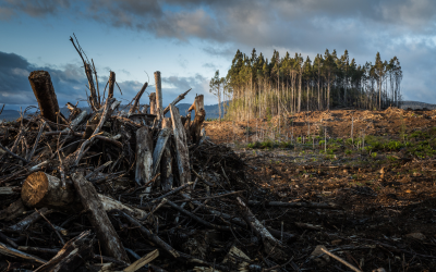 image of deforestation