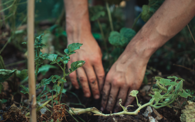 a pair of hands doing some weeding