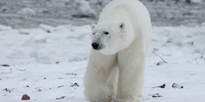 A picture of a polar bear on a frozen tundra.