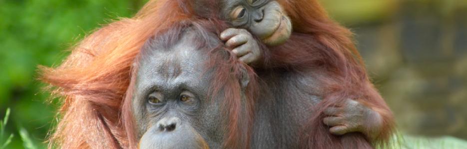 mother ape with her baby a round her neck