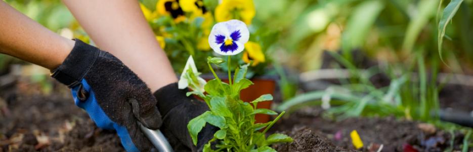 someone planting a purple pansy in the garden