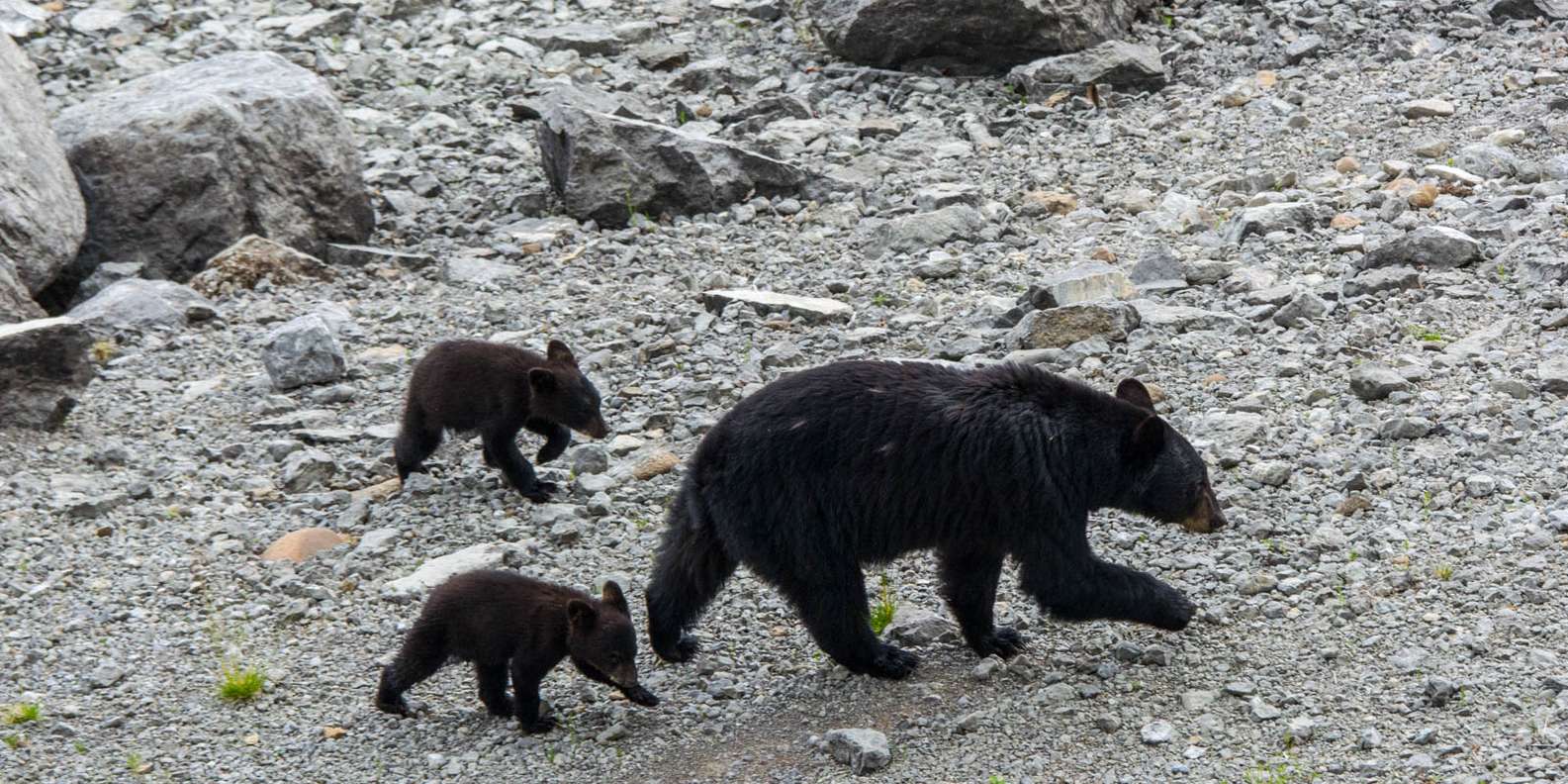 3 black bears