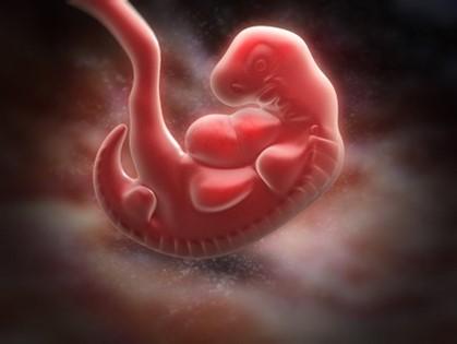 Human embryo at 5 weeks. www.shutterstock.com