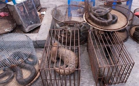 Myanmar Illicit Endangered Wildlife Market