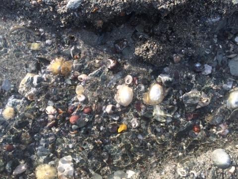 Variety of underwater pebbles and seashells.