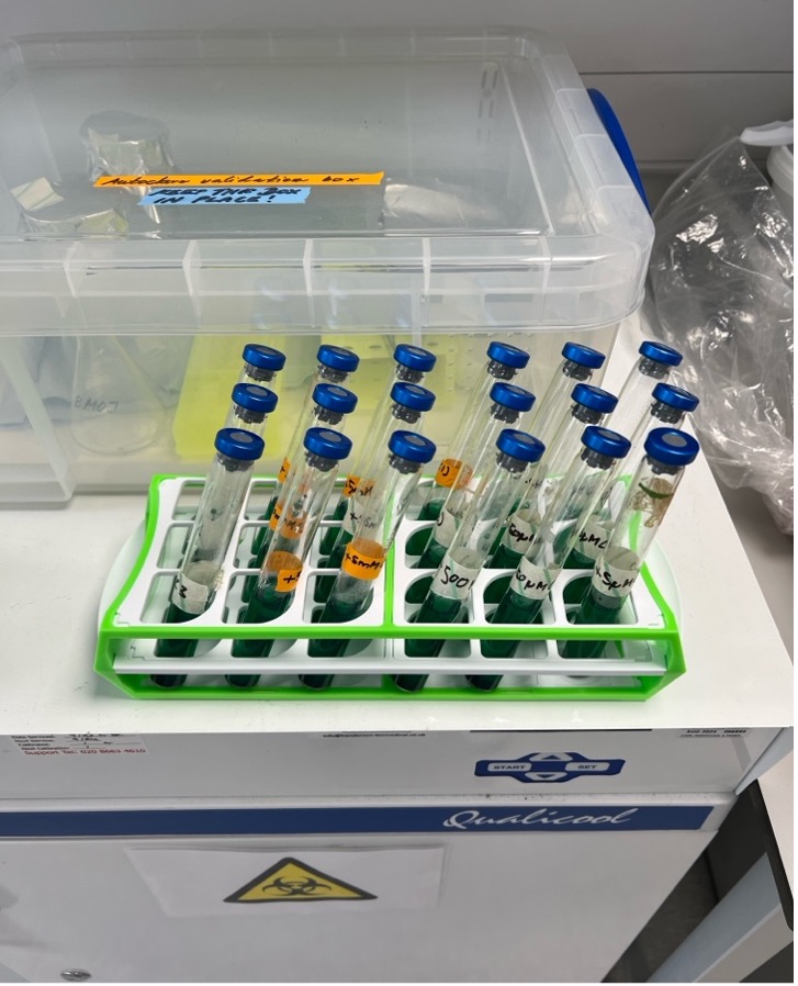 Textile wastewater enriched with different concentrations of nitrate to enrich for microbes that can degrade the dyes and capture metals