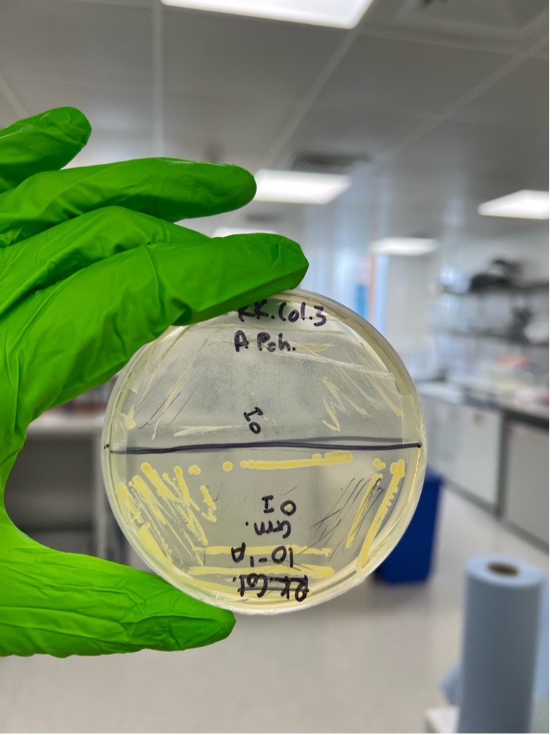 A petri dish of two novel strains of bacteria isolated from the textile wastewater.