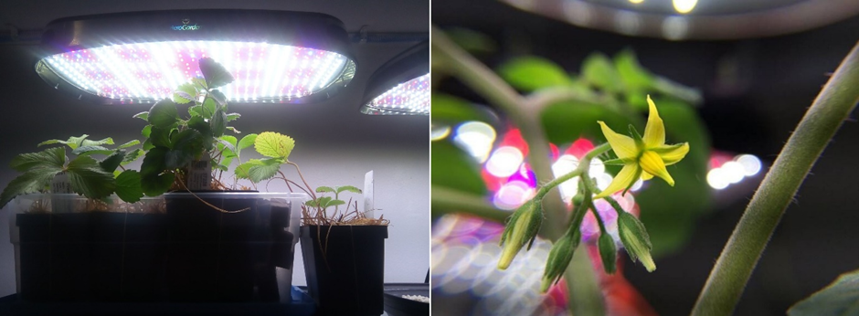 Strawberry and tomato plant growing in the Smart Pot simulating the sunlight