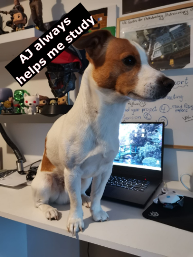 AJ, a small brown and white dog, is sat perched on the edge of a desk in front of a laptop, blocking the view. With the words "AJ always helps me study" written in the top left corner.