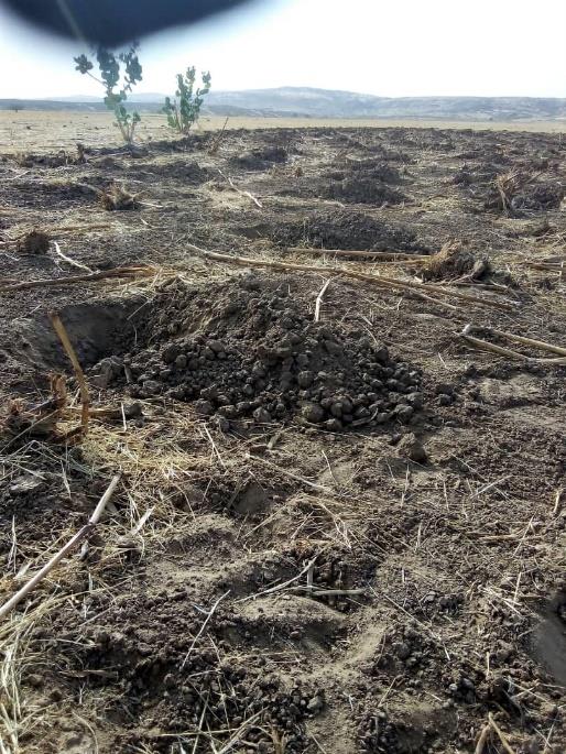 the arid plain stretches for miles with holes dug to break the baked crust of the soil