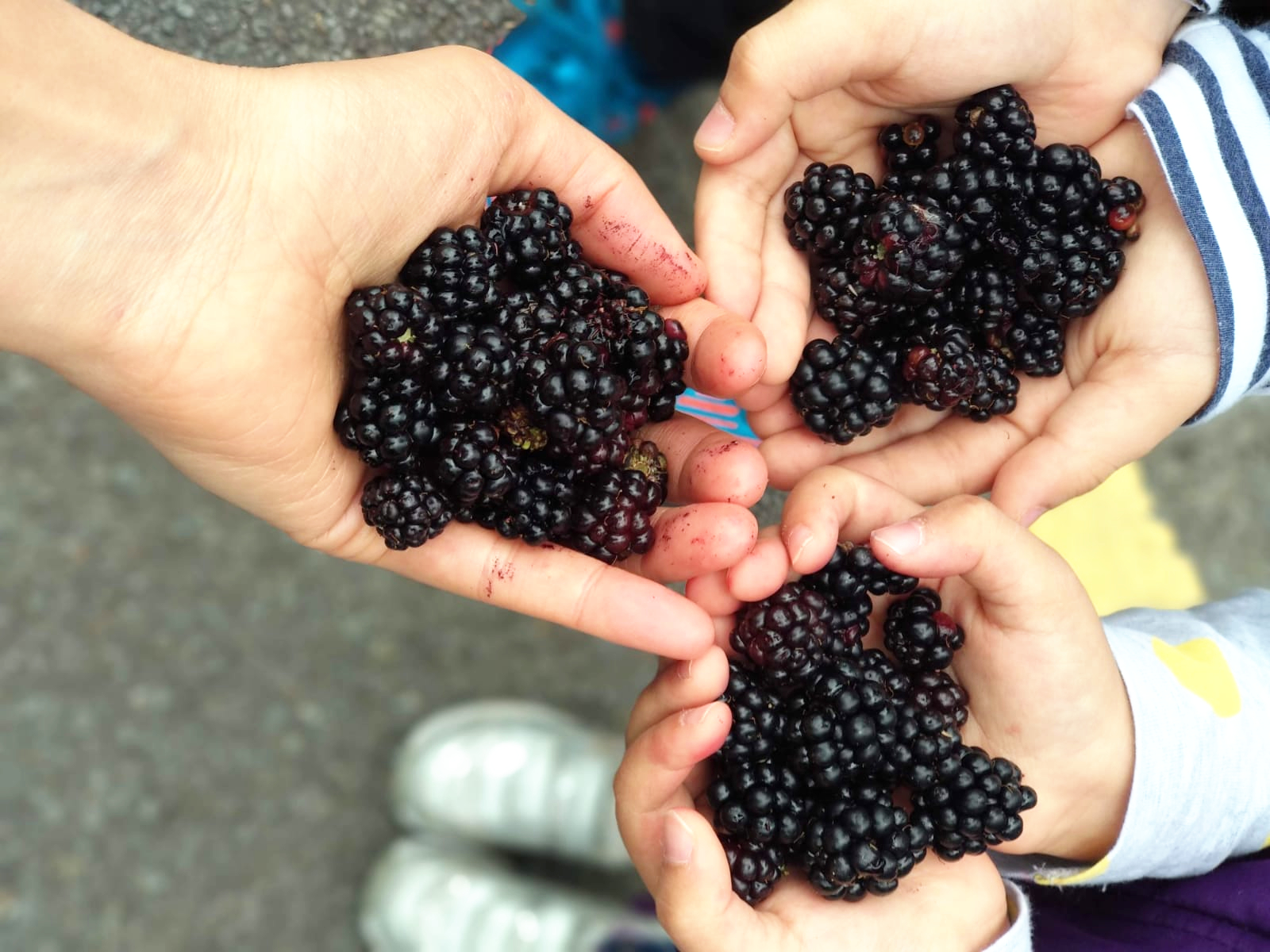 Children's hands are filled with blackberries