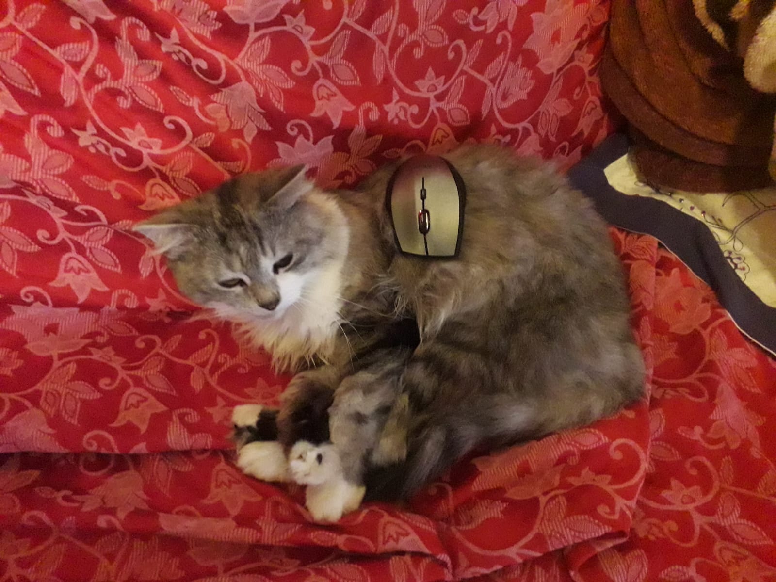 A cat lies with a computer mouse on its back