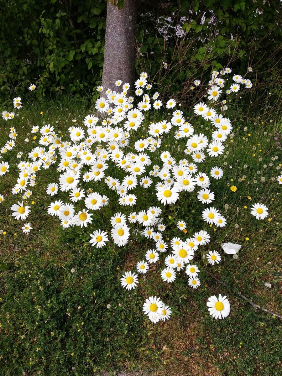 A group of daisies in the wild