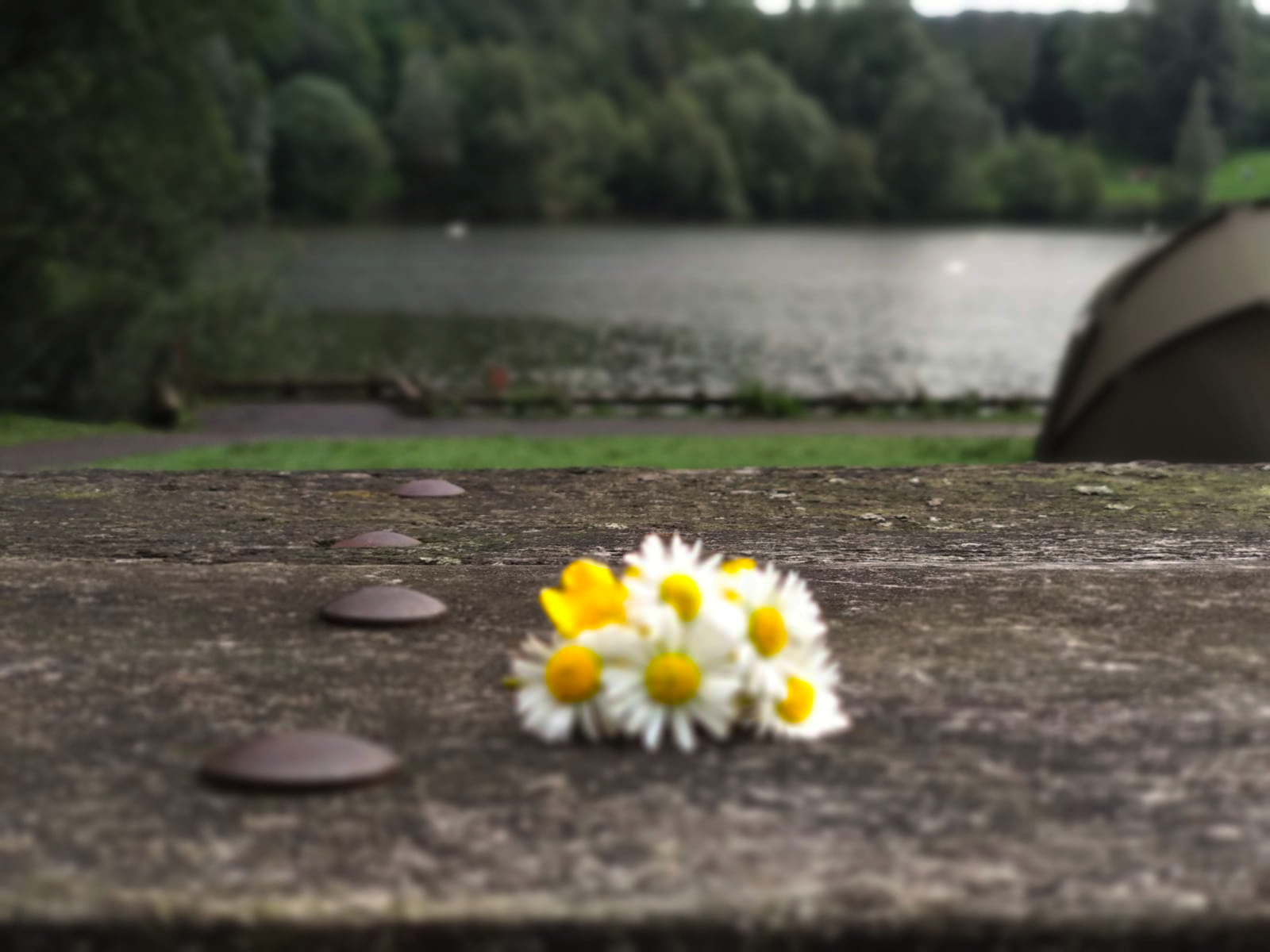 A group of pretty daisies have been rested on the ground with a river behind them