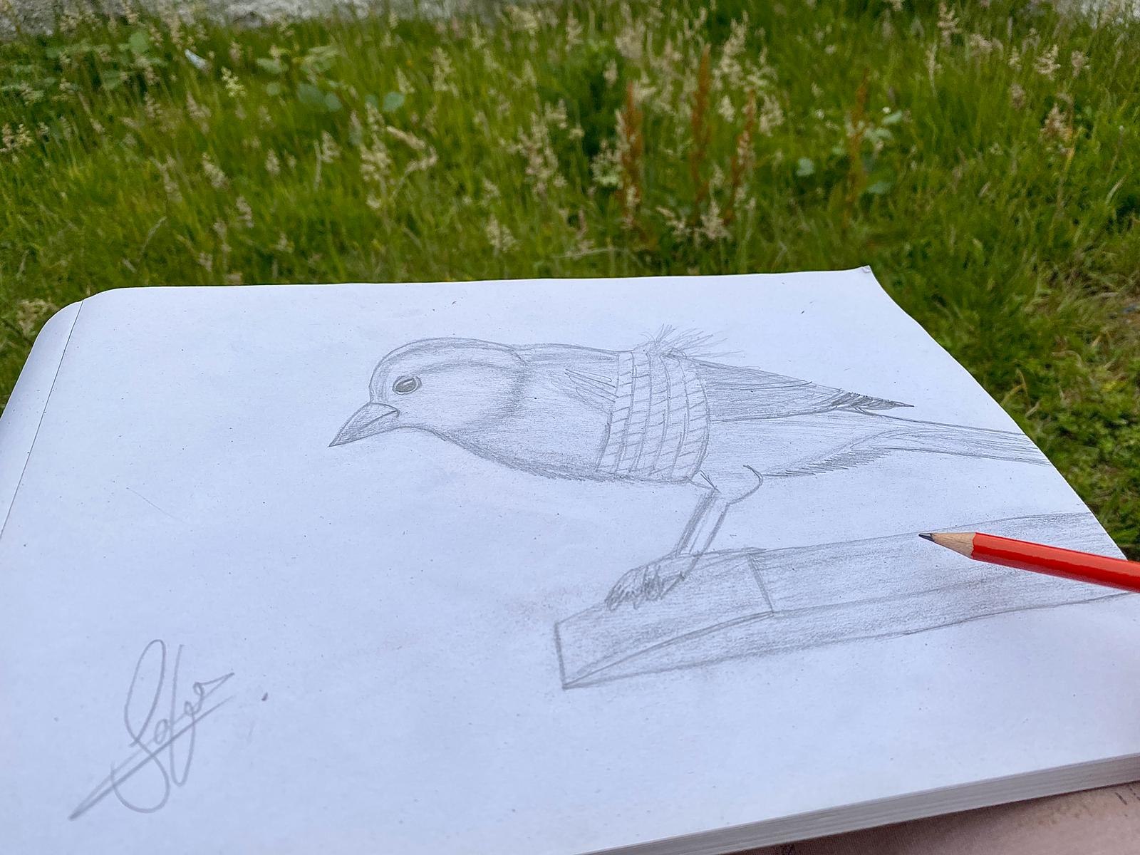 A bird is shown in a pencil drawing tied up and unable to fly