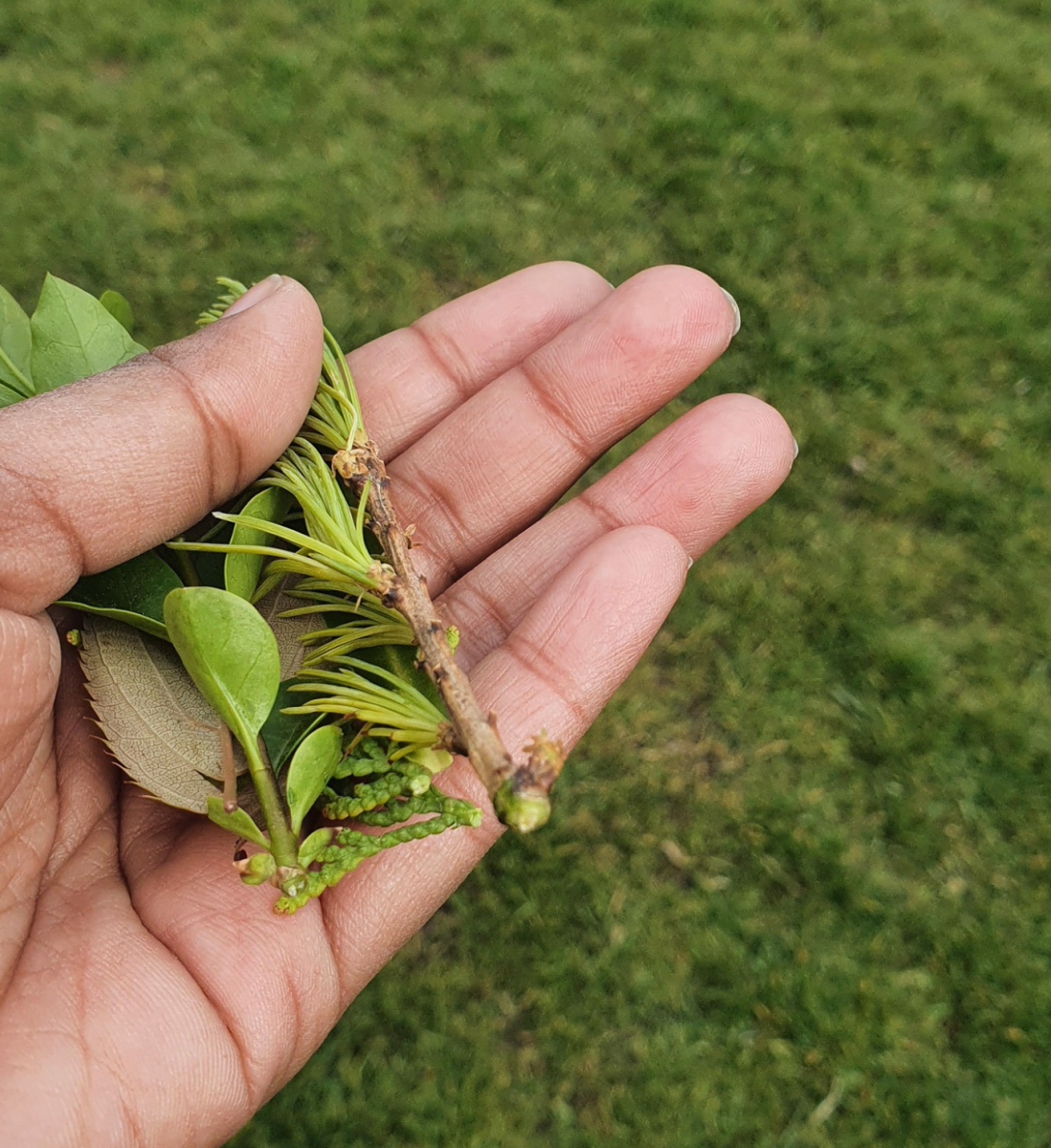 children hands holding picked leaves