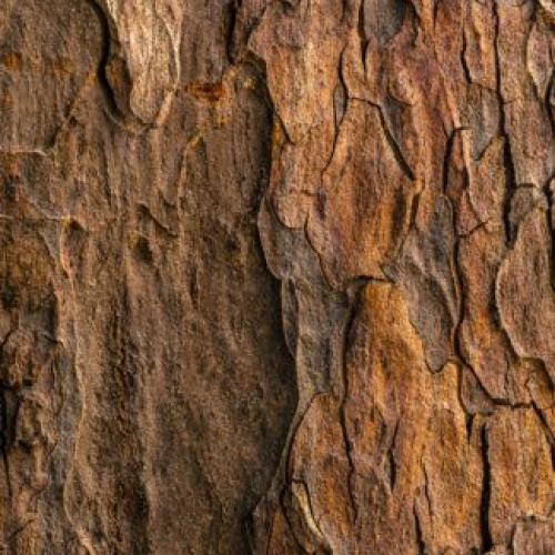 wood