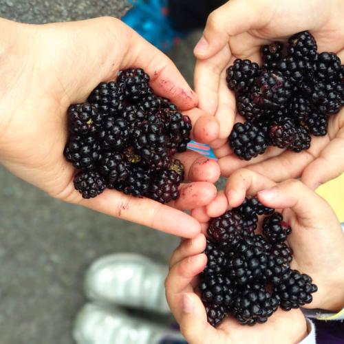 Children&#039;s hands are filled with blackberries