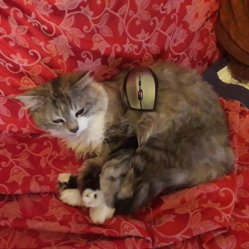 A cat lies with a computer mouse on its back