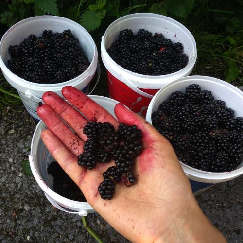 pots of blackberries
