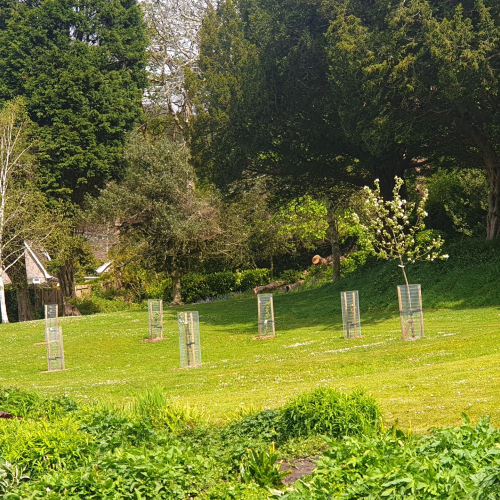 Growing Sanctuary in Swansea