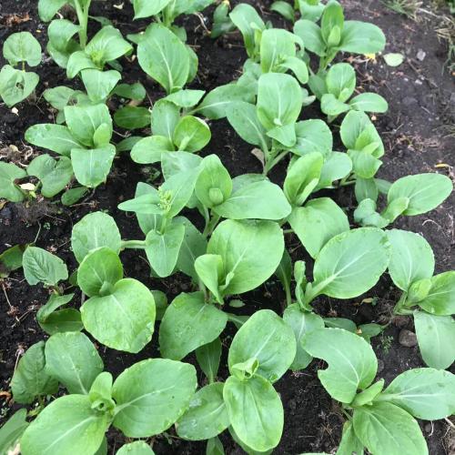 Growing vegetables in lockdown