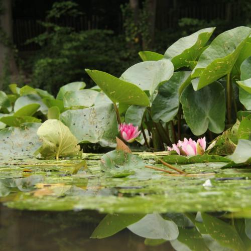 lotus in the pond