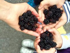 black berries in 3 family hands