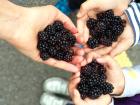 Children&#039;s hands are filled with blackberries