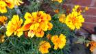 Yellow Flower