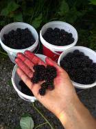 pots of blackberries