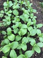 Growing vegetables in lockdown