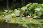 lotus in the pond