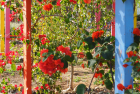 The communal gardens and allotments before and after