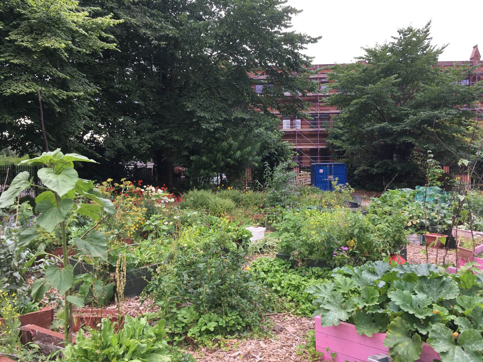 A community garden in Govan, Glasgow, Scotland. Vegetables and plants are growing, with a sandstone building in the background.