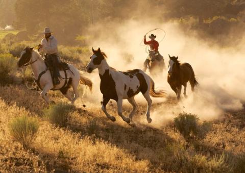 Cowboy wrangling horses