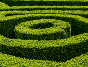 Maze hedge
