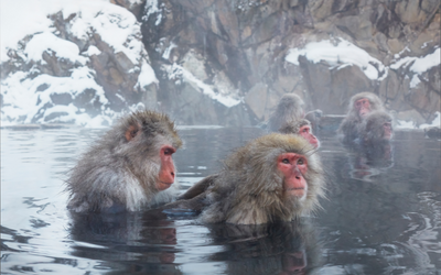 Japanese Macaques - Tim Flach / BBC Studios 