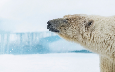 Polar bear profile, Svalbard, Arctic Norway