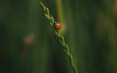 A ladybird sitting on top of a green plant